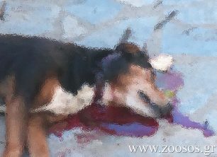 Αμαλιάπολη Μαγνησίας: Έκοψε τον λαιμό του σκύλου με τσεκούρι ή φτυάρι